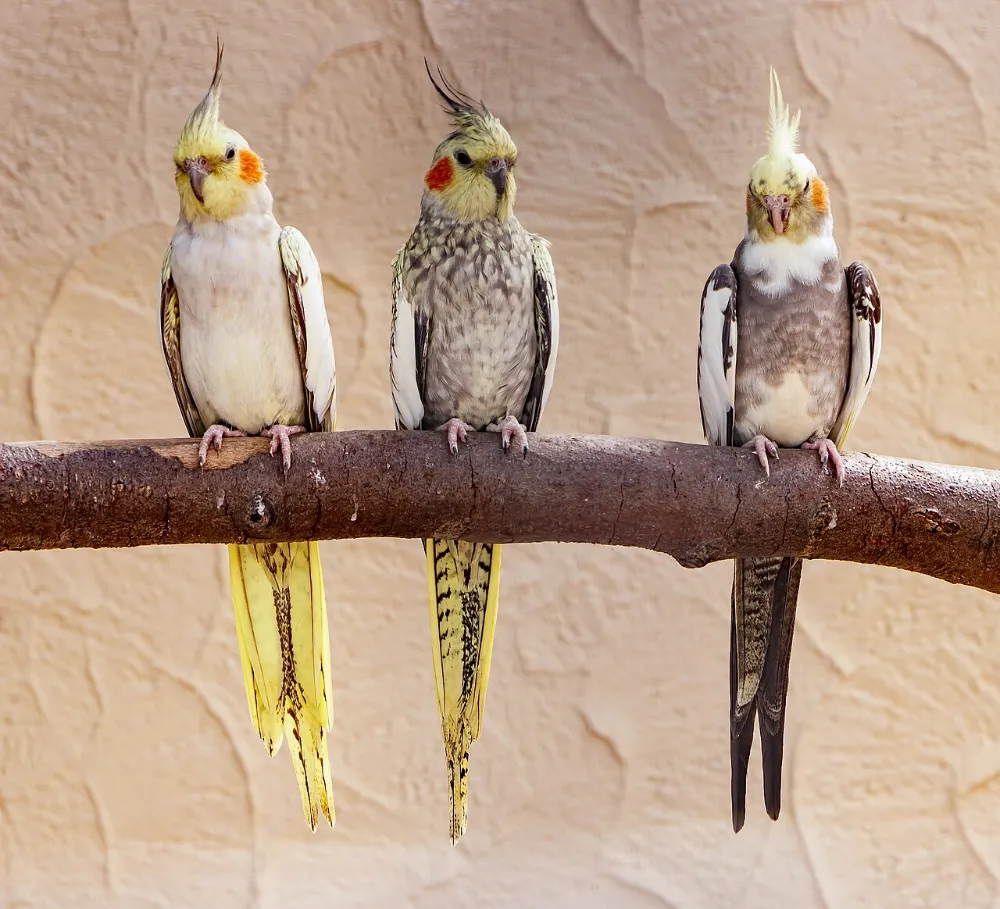 Socialización y aburrimiento en las aves