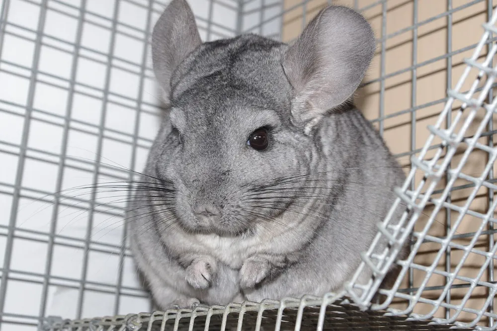 Chinchilla