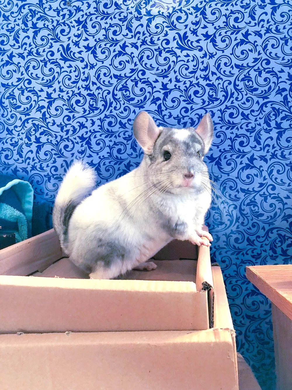Chinchilla (otra foto)