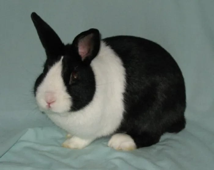 Conejo Dutch (Holandés)