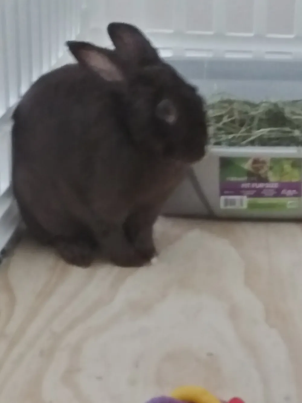 Dónde vive un conejo: espacio y cuidados en casa