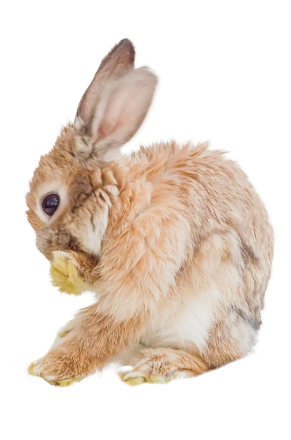 Higiene del conejo: uñas, pelo y limpieza