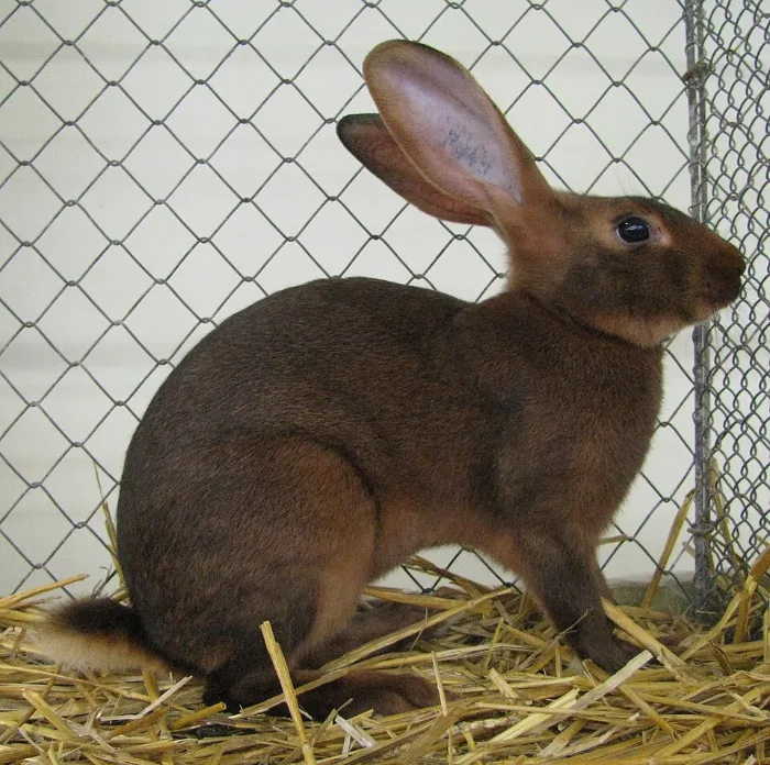 Conejo Liebre belga (Belgian Hare)