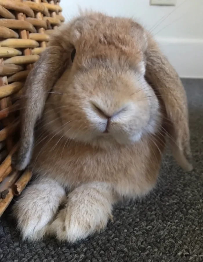 Conejo Mini Lop