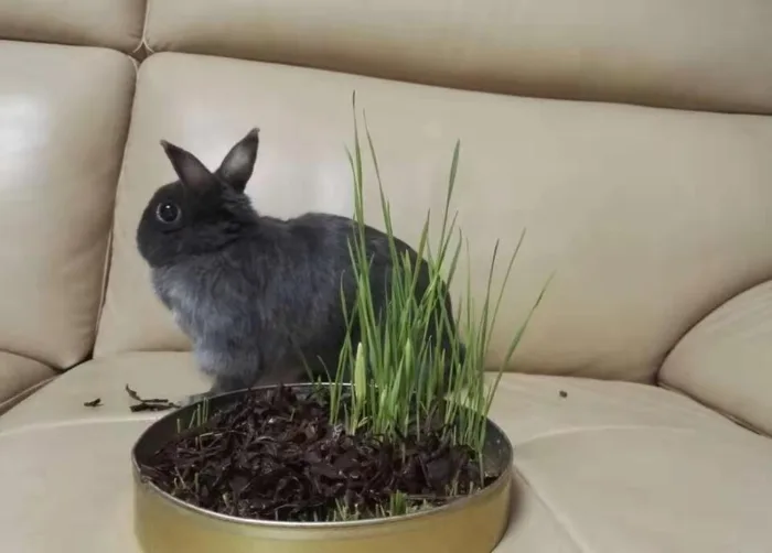 Conejo Netherland Dwarf