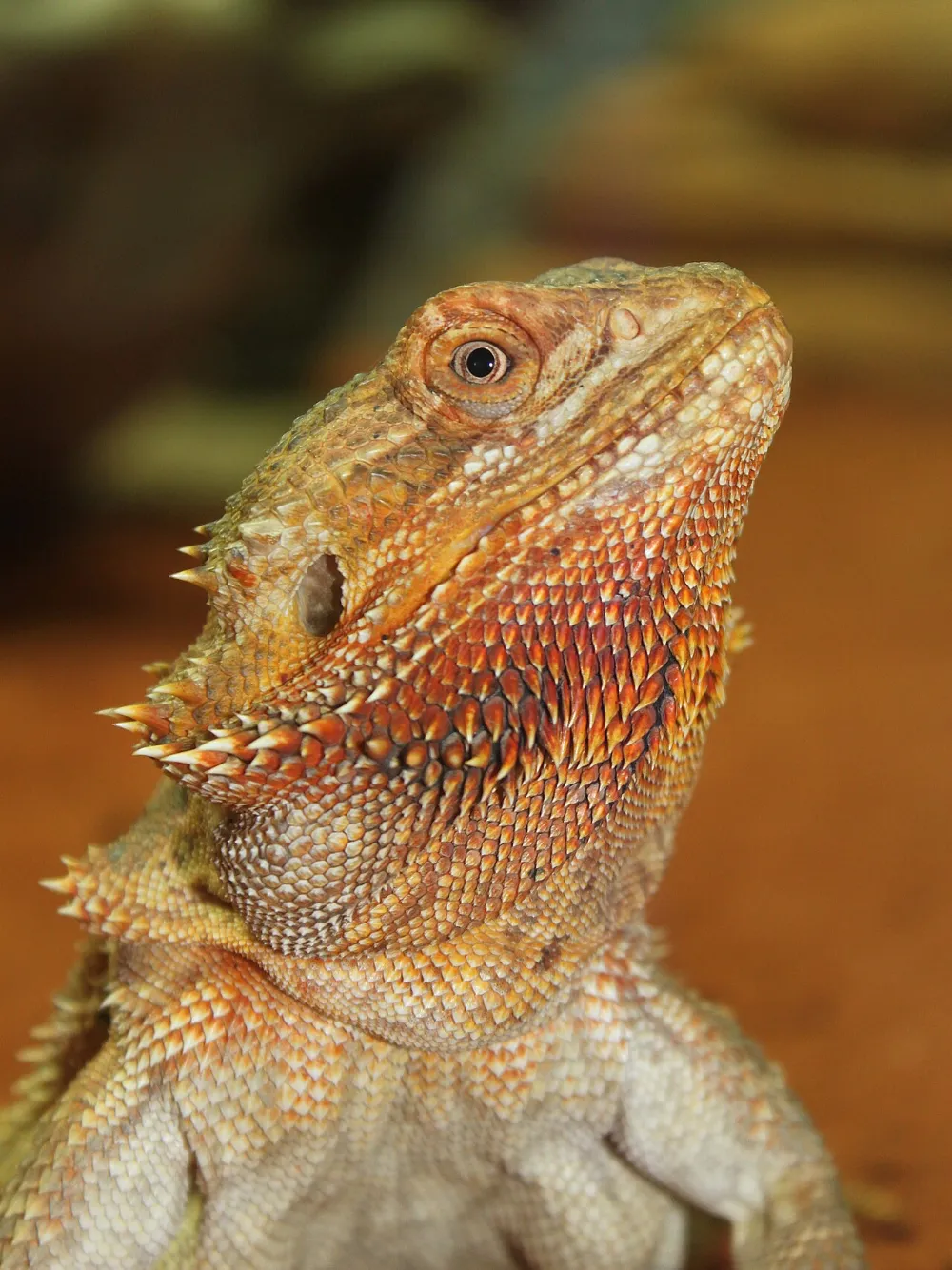 Temperatura y calefacción del terrario