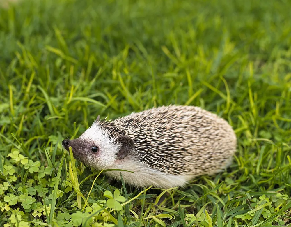 Erizo pigmeo africano (otra foto)