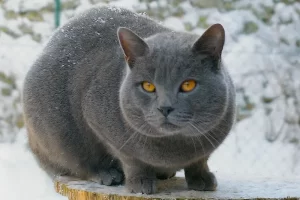 Gato Chartreux