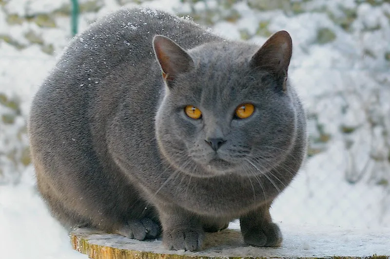 Gato Chartreux