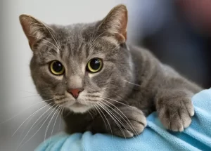 Gato común europeo