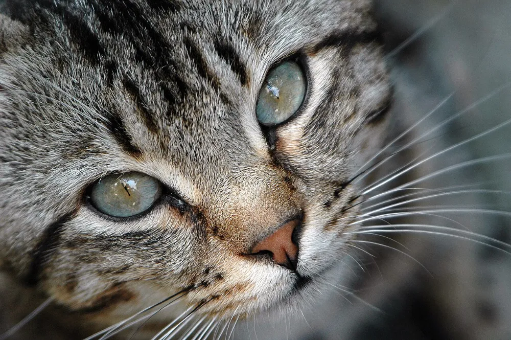 Conjuntivitis en gatos