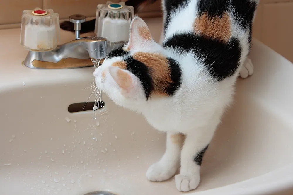 Diabetes en gatos