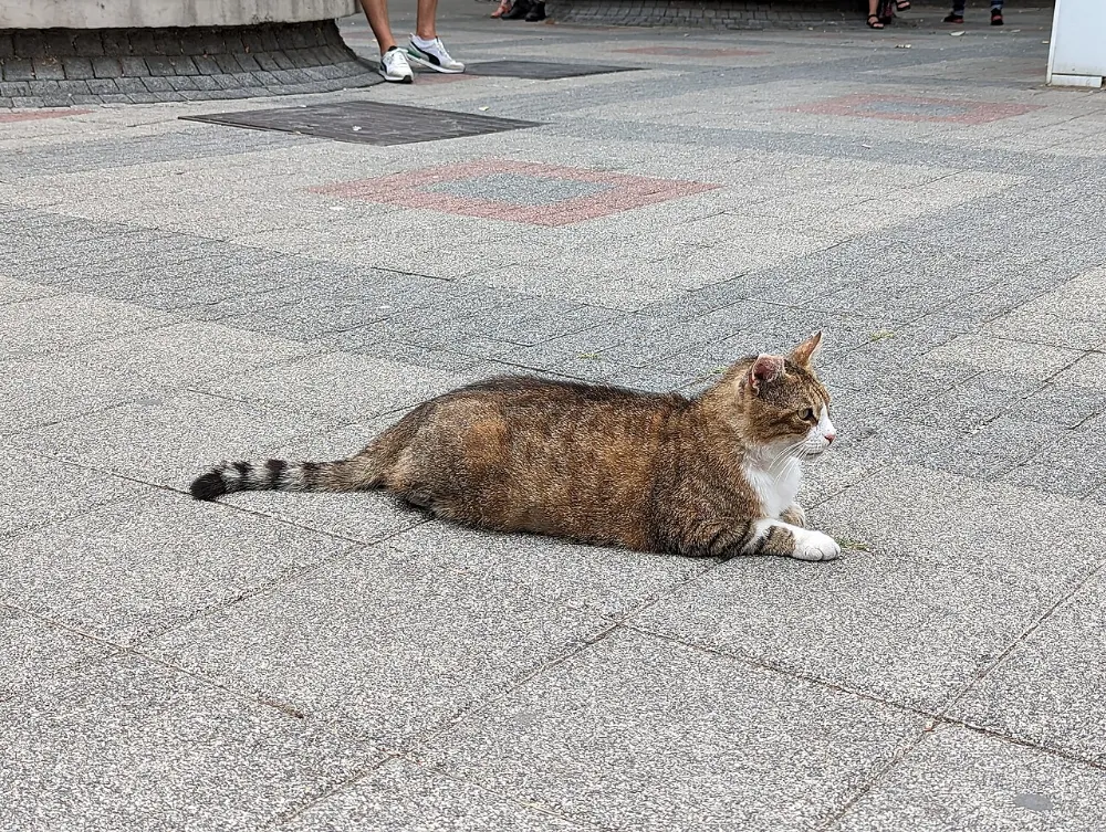 Esporotricosis felina