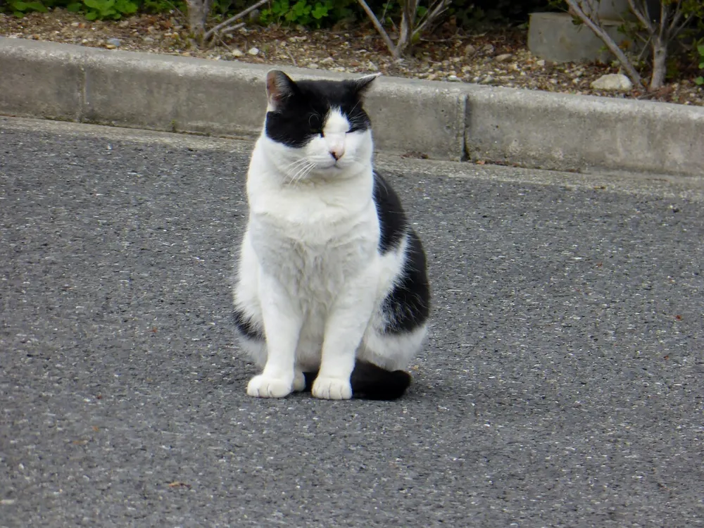 Inmunodeficiencia felina (FIV)
