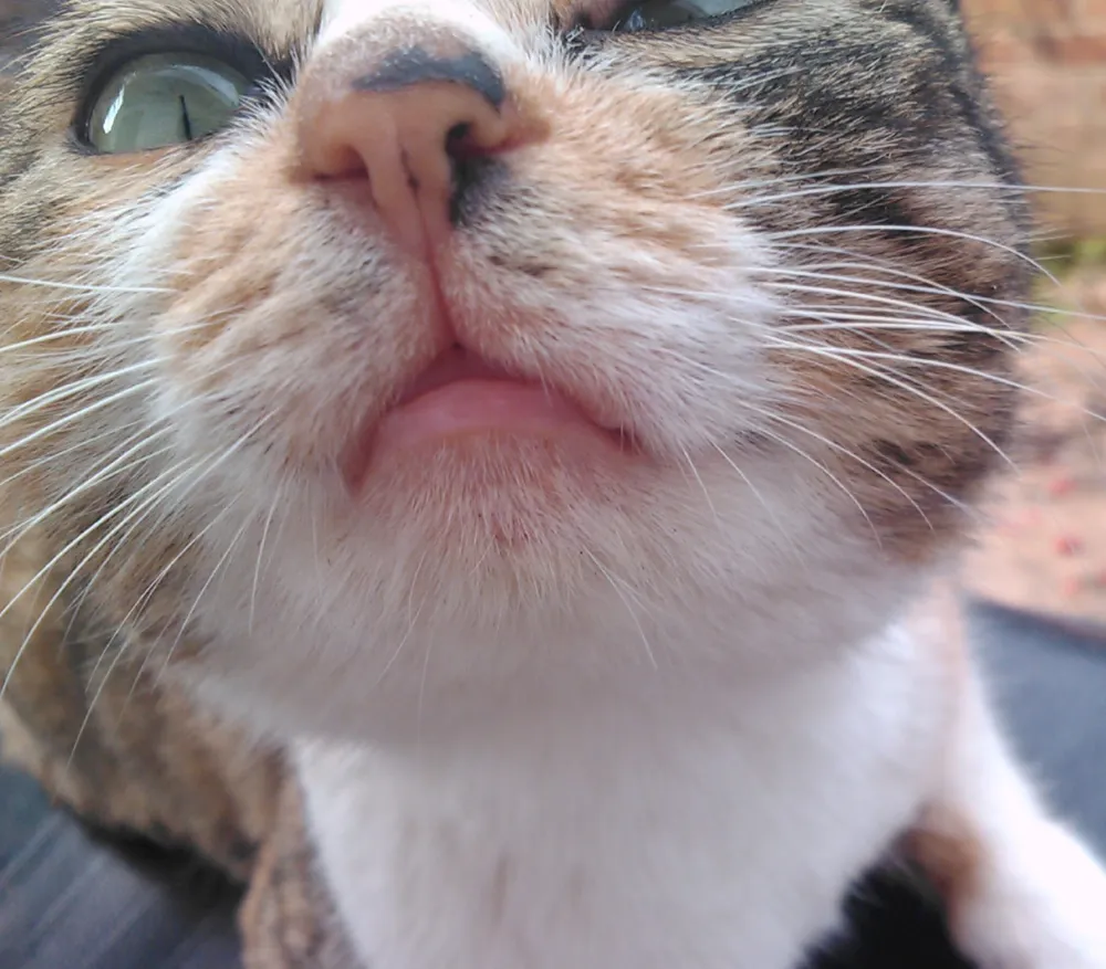 Gripe felina (rinotraqueítis y calicivirus)