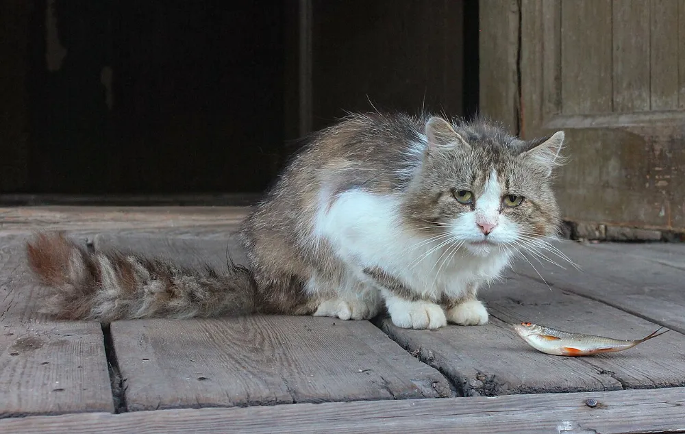 Hipertiroidismo en gatos