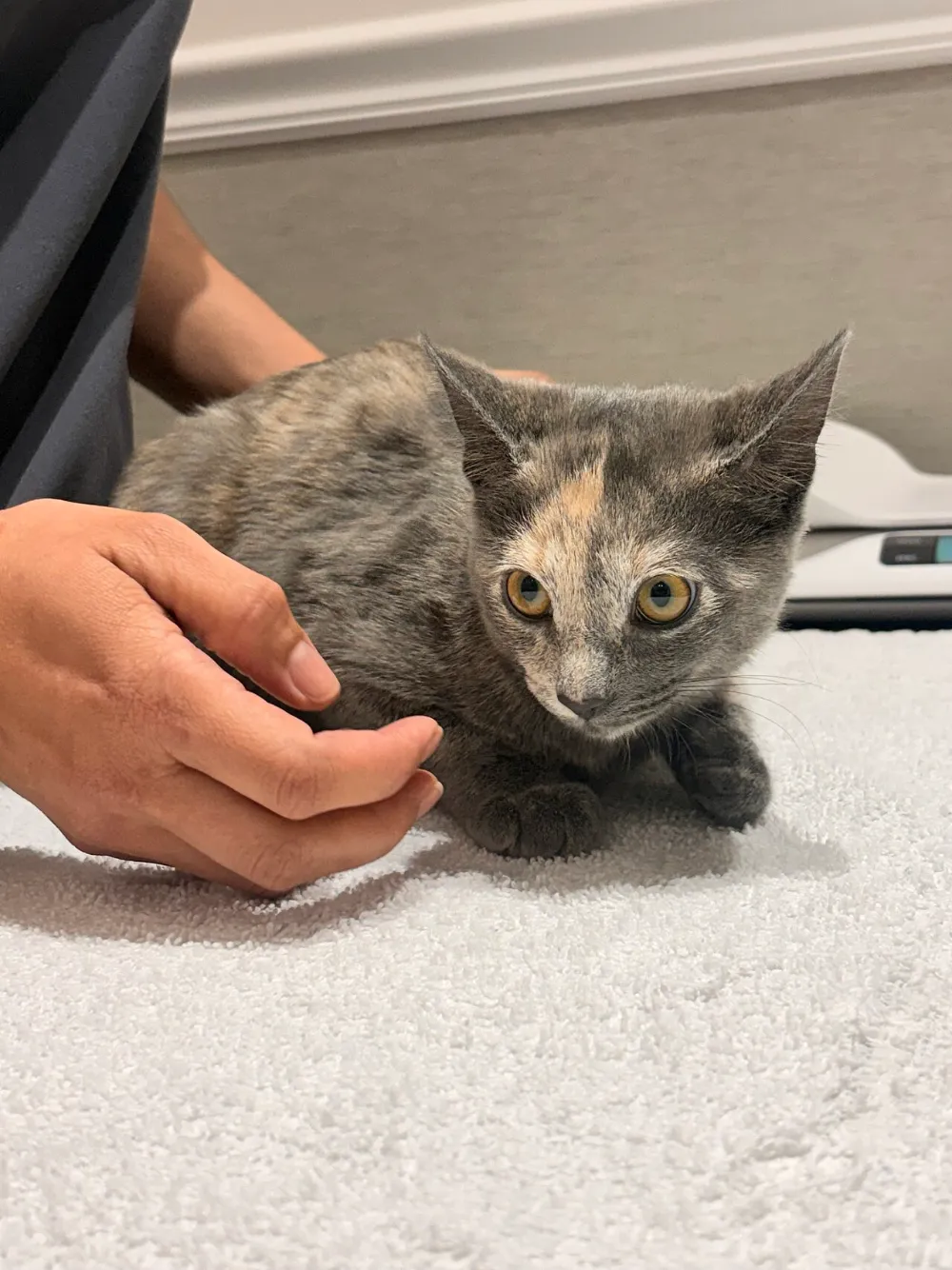 Micoplasmosis felina (hemobartonelosis)