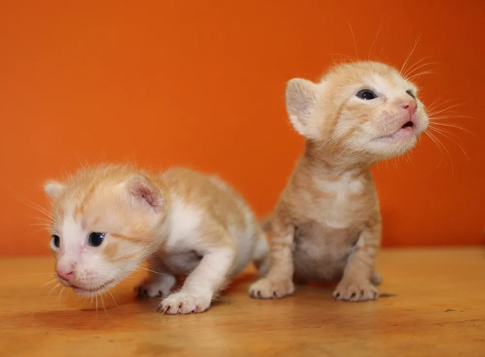 Panleucopenia felina
