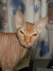 Gato Peterbald