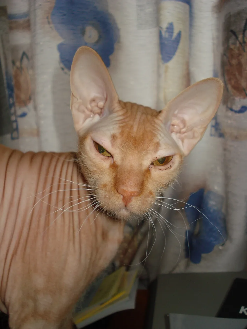 Gato Peterbald