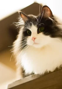 Gato Ragamuffin