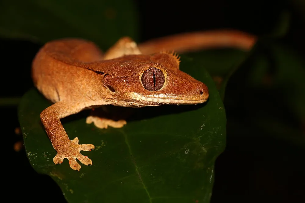 Humedad y muda en reptiles