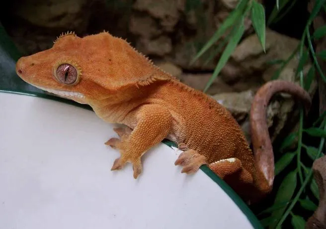 Gecko crestado (otra foto)