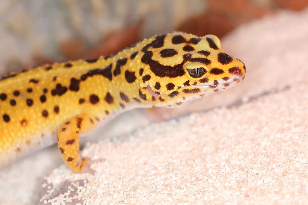 Alimentación de reptiles