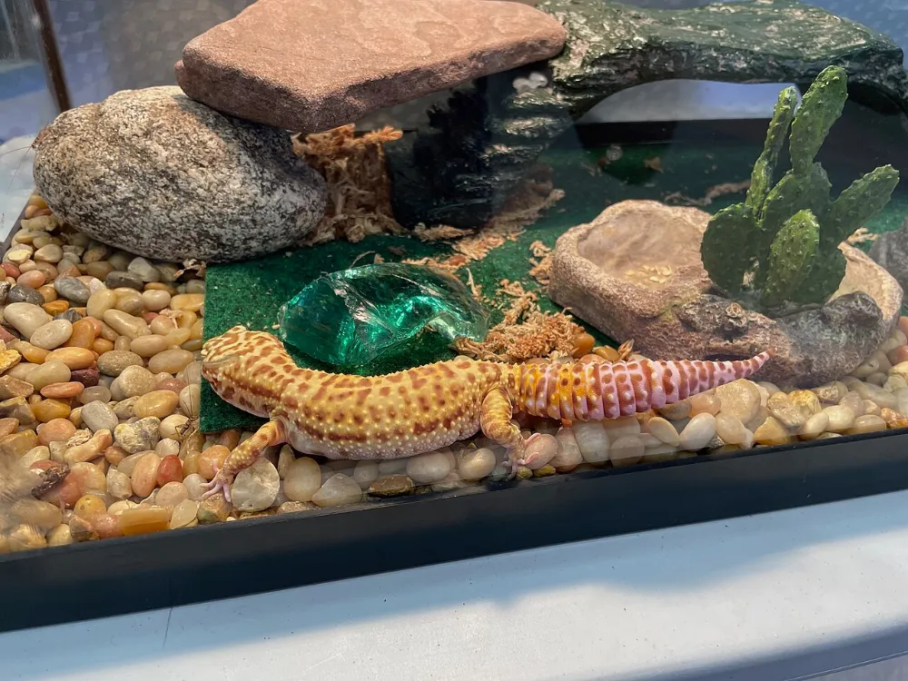 El terrario para reptiles