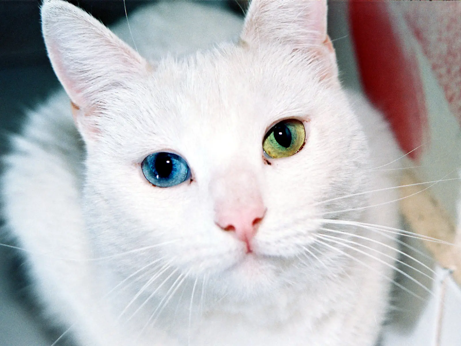 Gato blanco con un ojo azul y otro verde