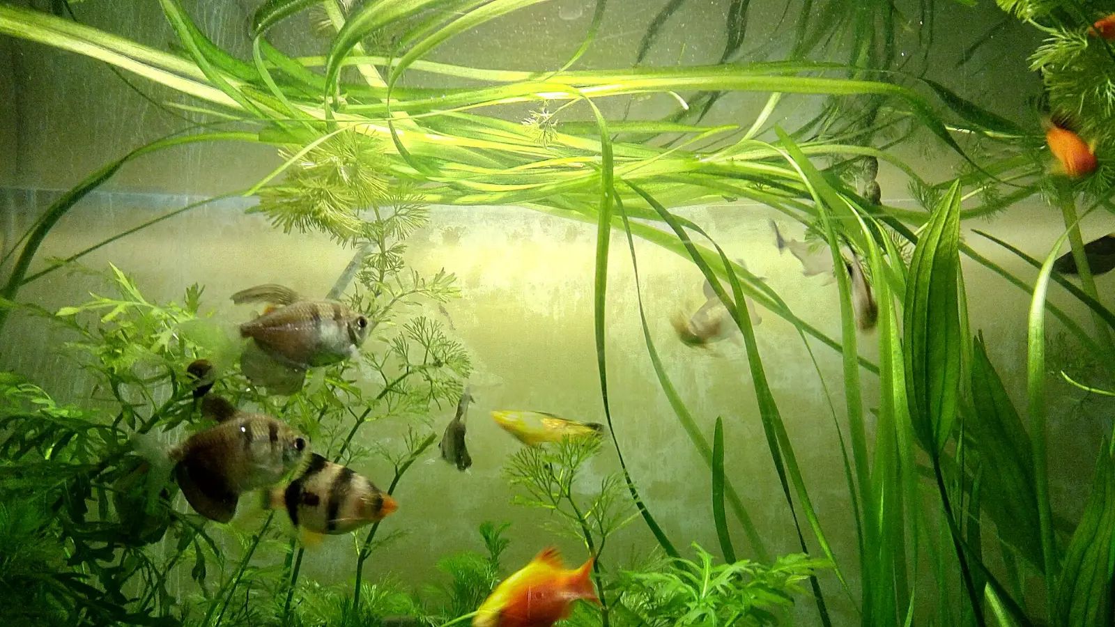 Peces en un acuario plantado