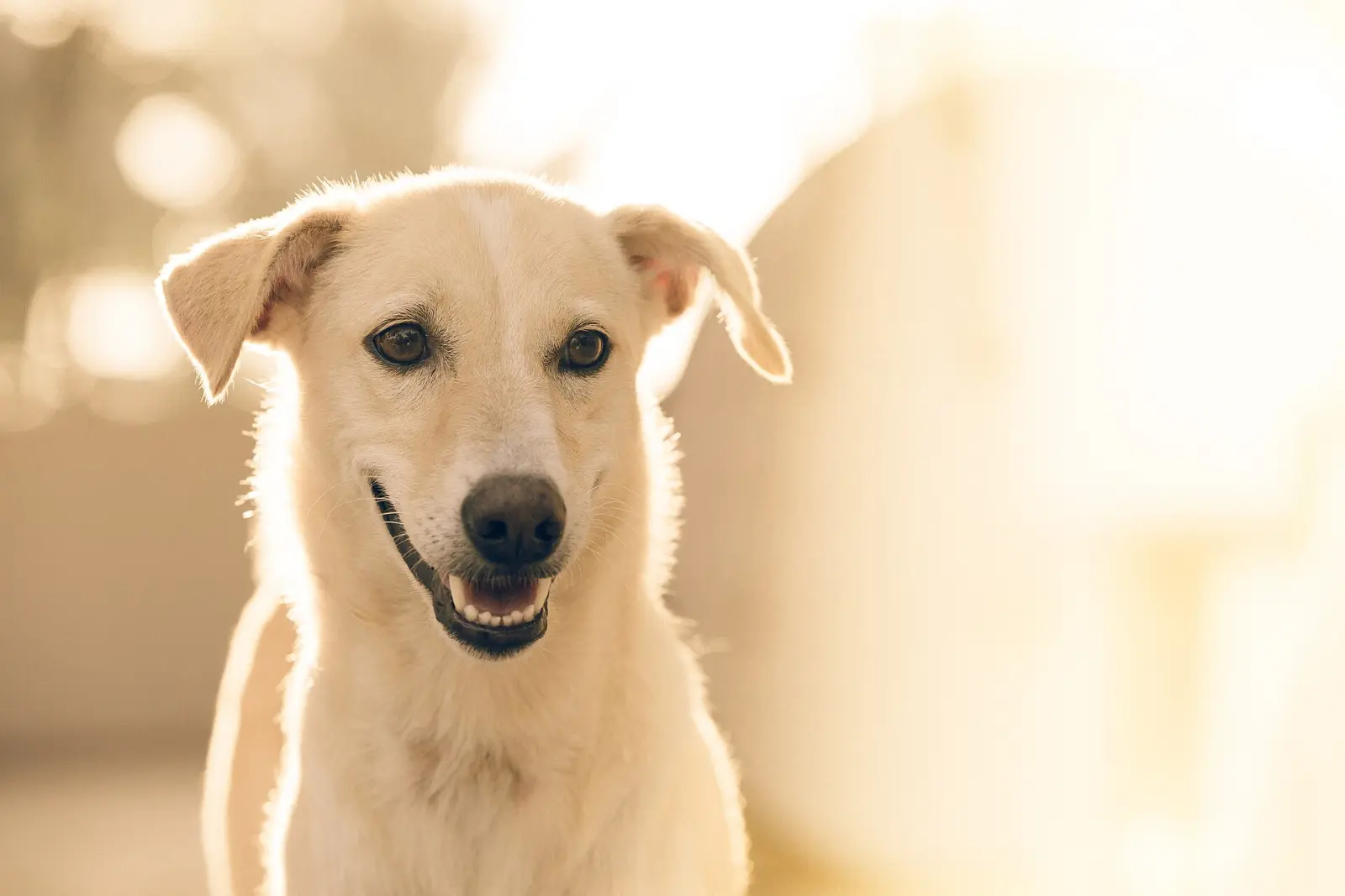 Perro sonriente en la playa