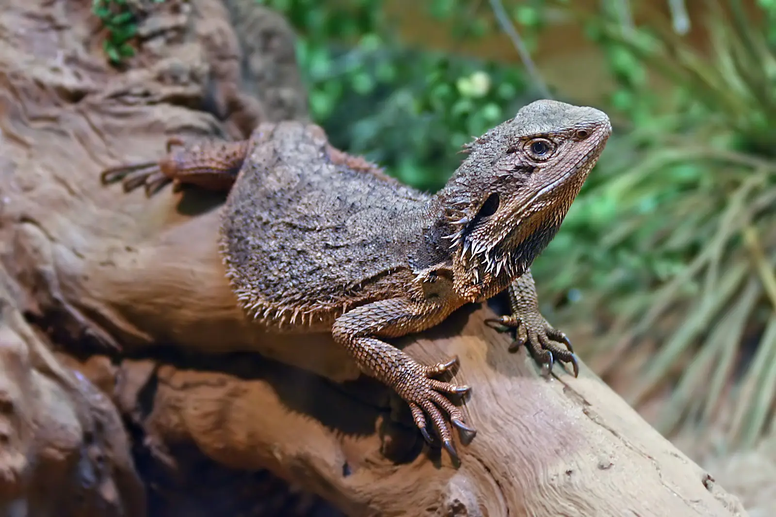 Dragón barbudo sobre un tronco