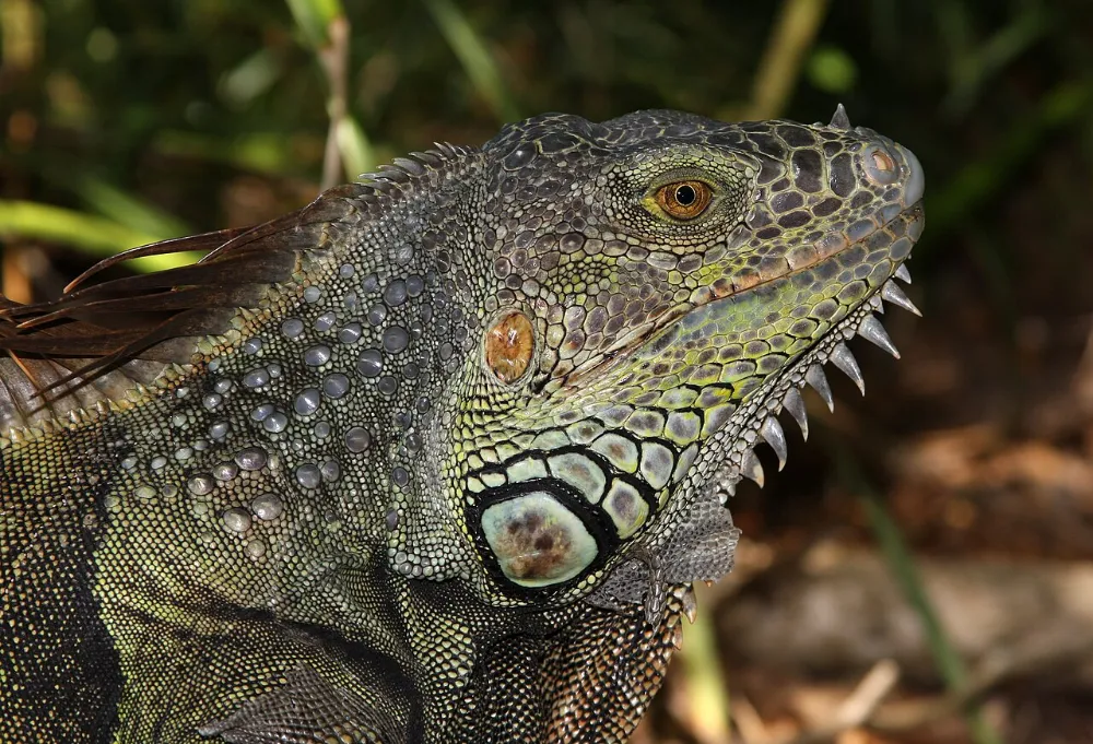 Luz UVB para reptiles