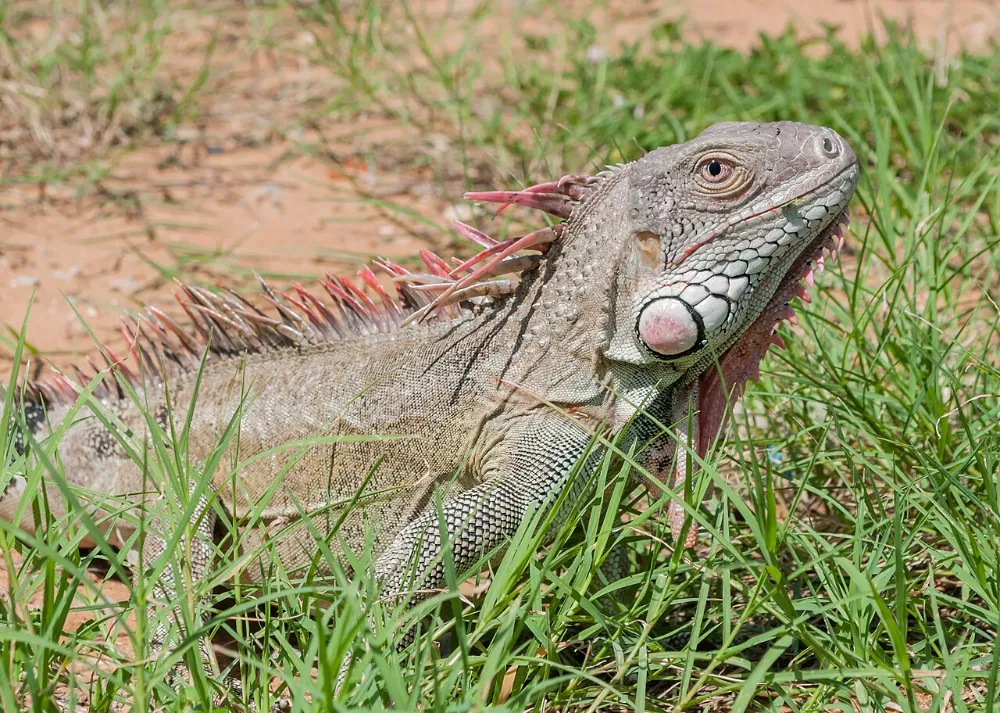 Iguana verde (otra foto)