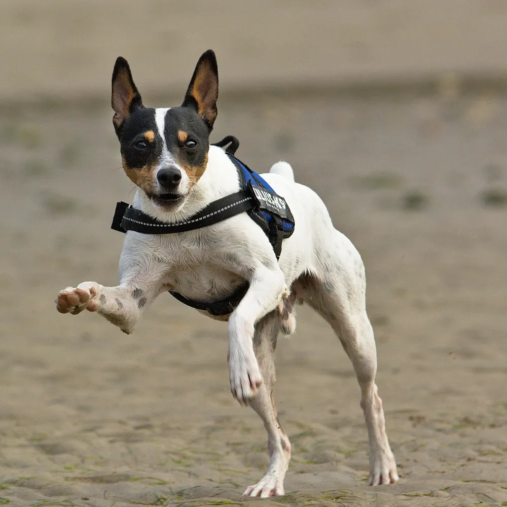 Ratonero bodeguero andaluz (otra foto)