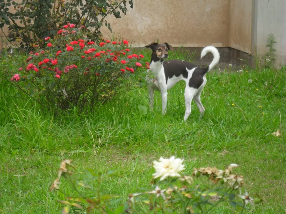 Terrier chileno (otra foto)