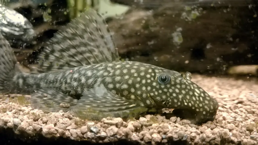 Ancistrus