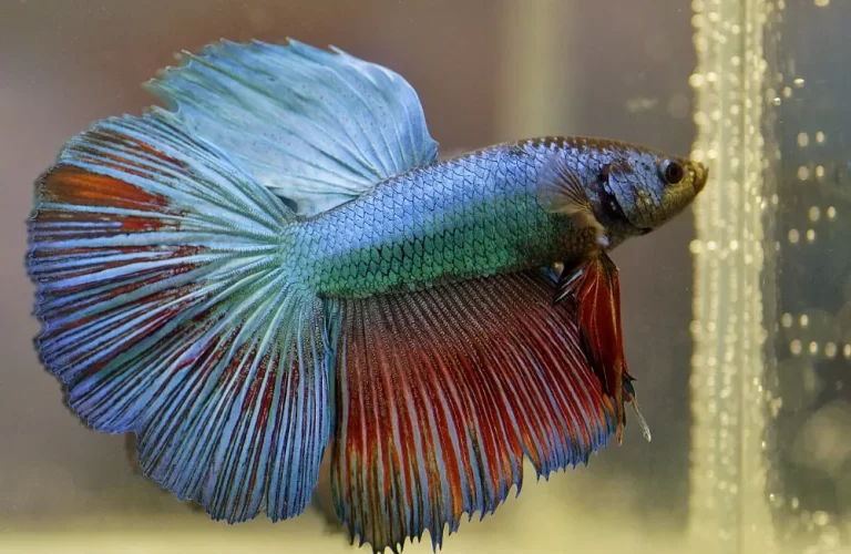 Pez betta
