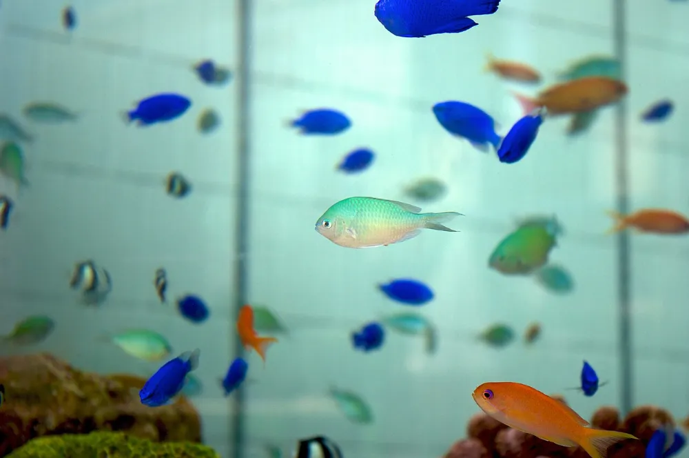 Chromis verde (otra foto)