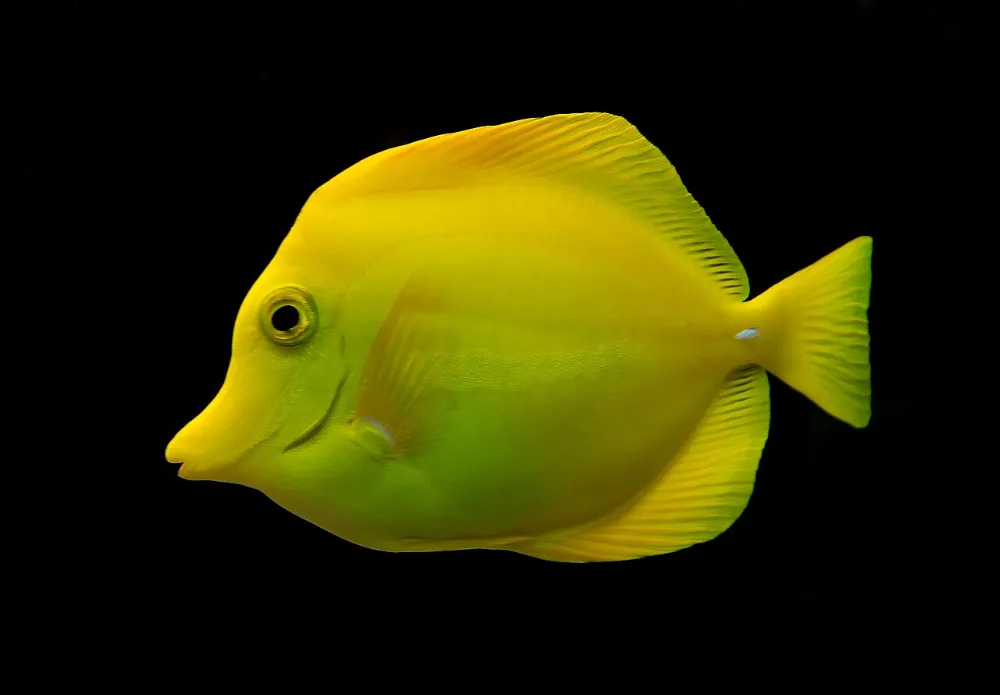 Cirujano amarillo