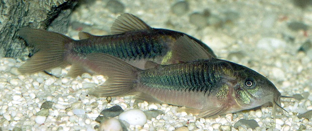 Corydoras