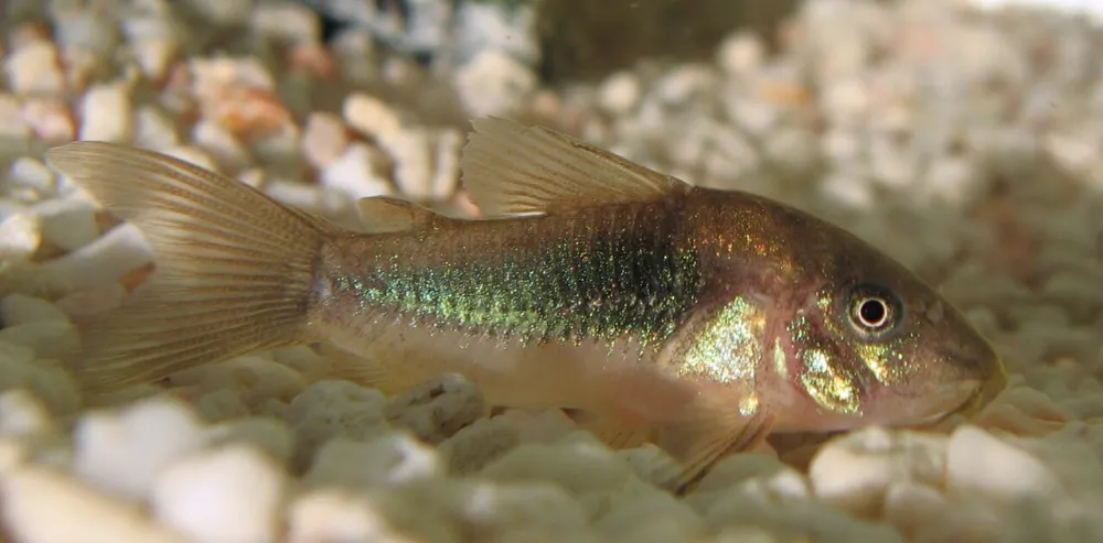 Corydoras (otra foto)
