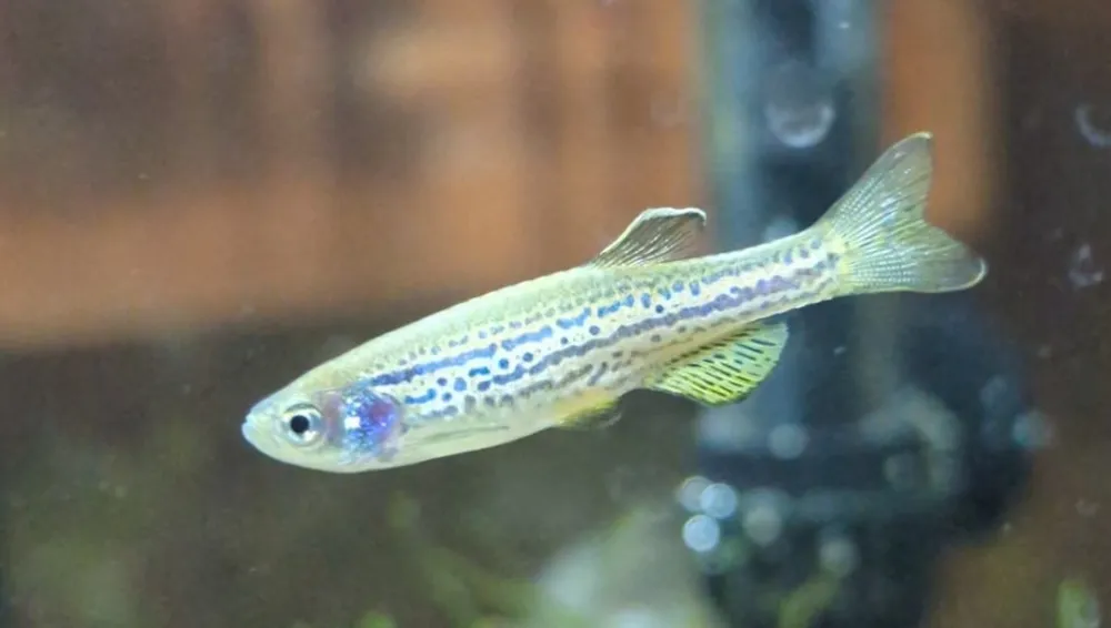 Danio cebra
