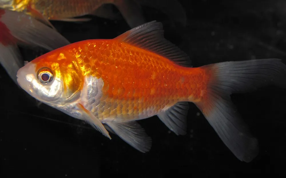 Pez dorado
