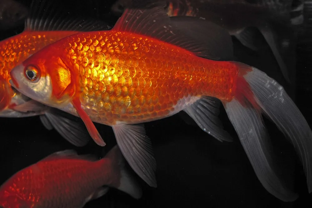 Pez dorado (otra foto)