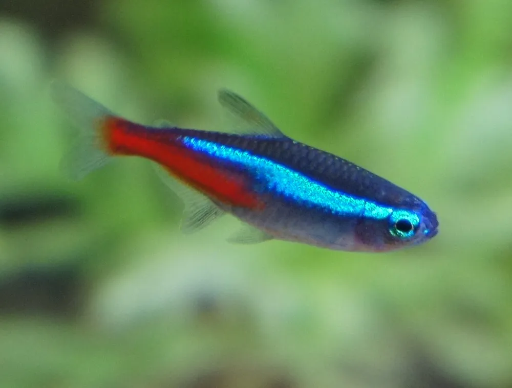 Neón tetra