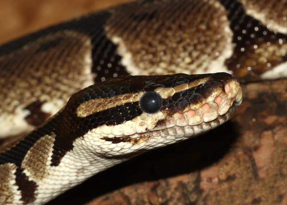 Salud de reptiles