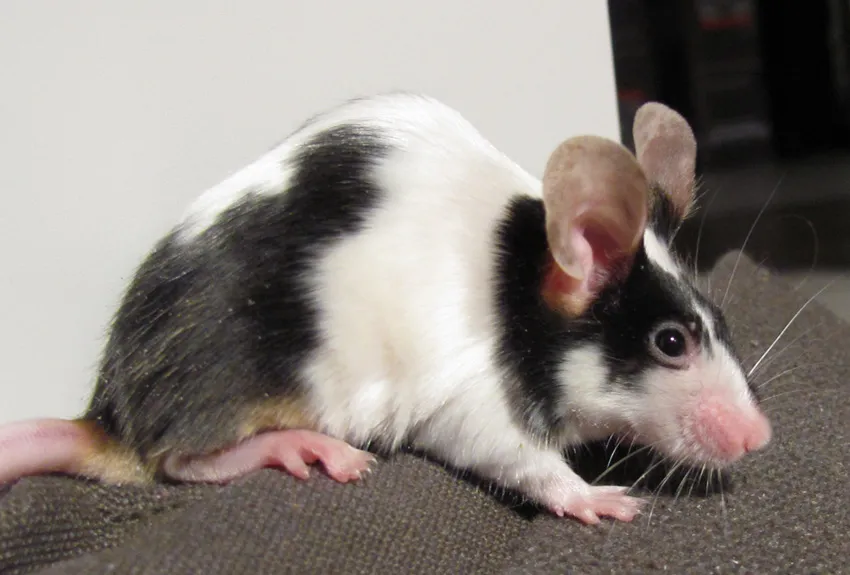 Ratón doméstico