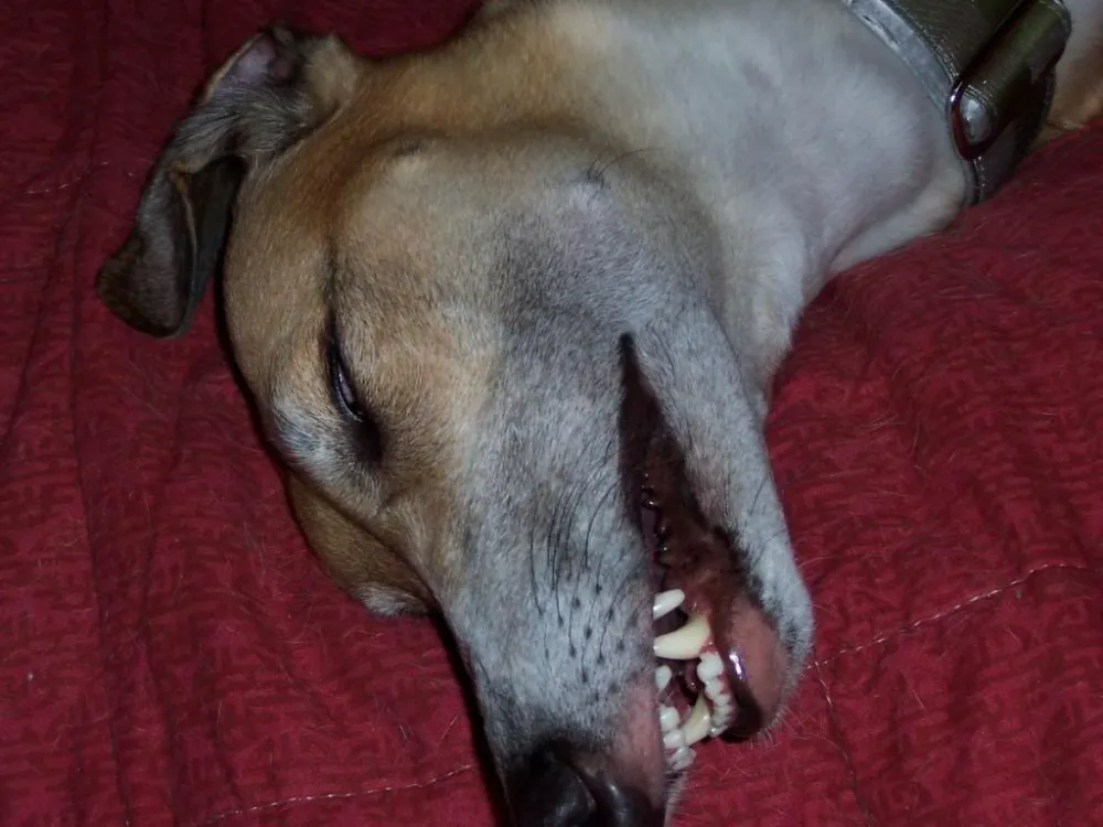 Enfermedad dental en perros